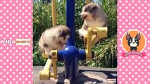 Vídeos engraçados para animais de estimação 2022 ♥ Cães e gatos fofos fazendo coisas engraça