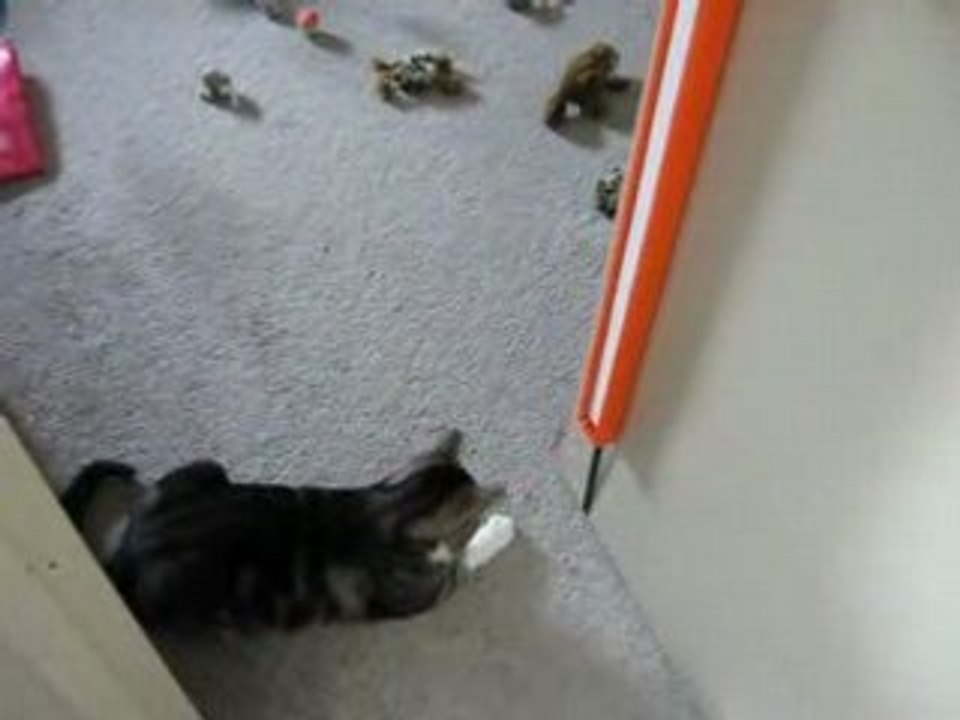 Georgie loves his toy