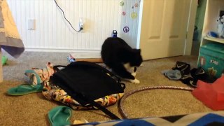 Try Not To Laugh _ Funniest Cat Videos In The World _ Funny Animal Videos #152
