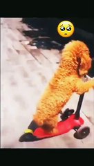 funny cute and dog #funny #funny video #funny cat #funny dog #shorts