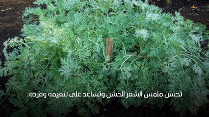 عشبة الشيبة