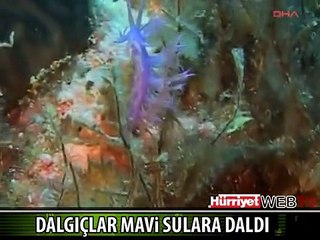DALGIÇLAR MAVİ SULARA DALDI