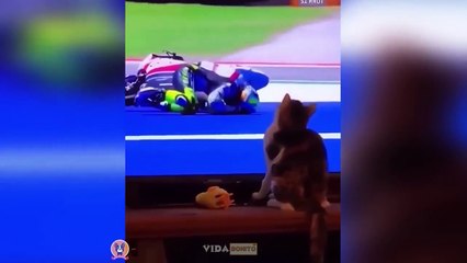 Animais engraçados 2022 - Cães e gatos fofos fazendo coisas engraçadas #1