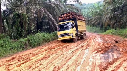 Detik detik truck sawit terguling dijalan yg licin