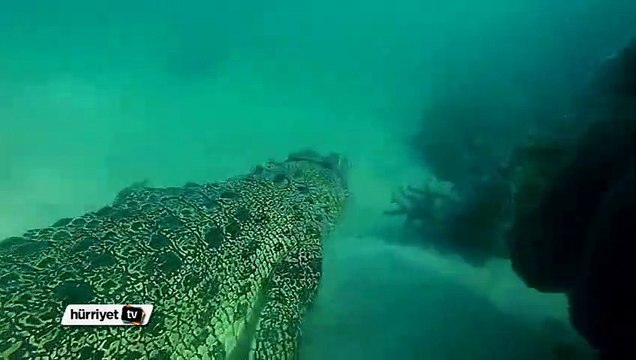 Su altının keşfedilmemiş harikası