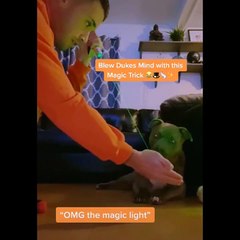 Funniest Animals  - Best Of The 2022Funny Animal Videos  - Cutest Animals Ever (3)