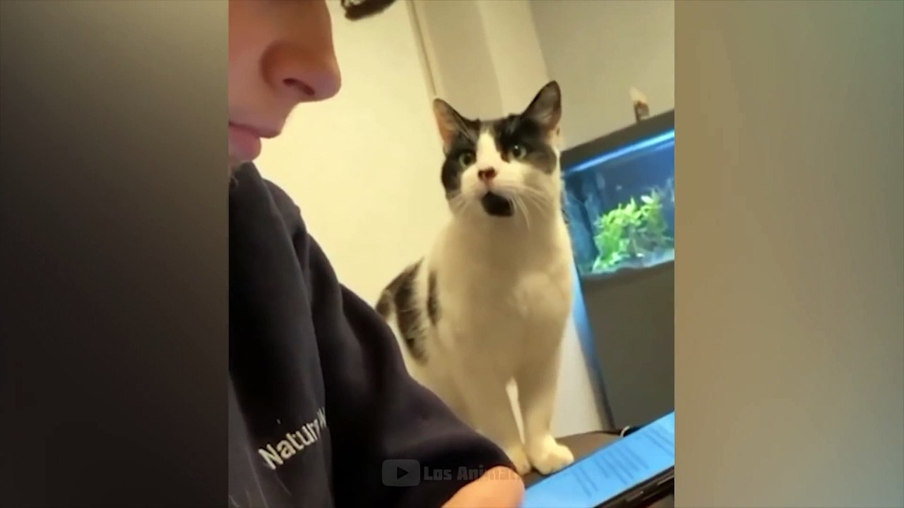 AWW SO FUNNY Funniest Cats And Dogs Reaction Videos (1)
