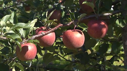 고랭지도 배추 대신 사과...휴전선까지 올라간 재배지 / YTN