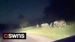 Chilling video appears to show apparitions of soldiers at the Civil War battle site in Gettysburg