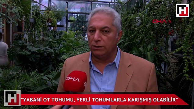 Yabani ot tohumu, yerli tohumlarla karışmış olabilir