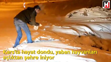 Sevimli tilkinin karnı doyunca böyle oynadı