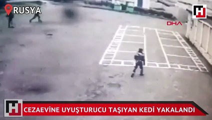 Cezaevine uyuşturucu taşıyan kedi yakalandı