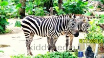 Children Learn African Animals and African Wildlife Sounds with African Safari Animals for Kids