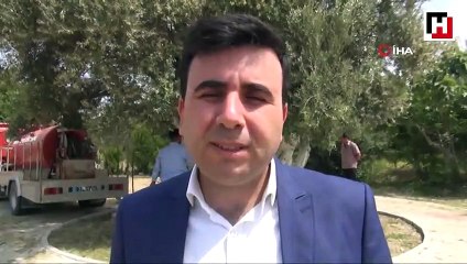 1300 yıllık anıt zeytin ağacı Erdoğan'ı bekliyor