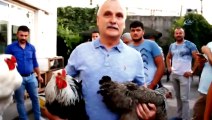 Bu tavuklar kuzu fiyatına satılıyor