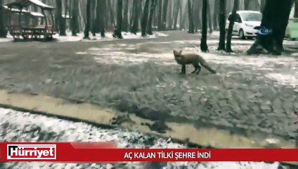 İstanbul'da karda aç kalan tilki şehre indi