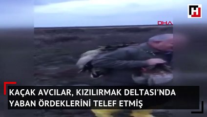 Kuş cennetinde ördek katliamı...