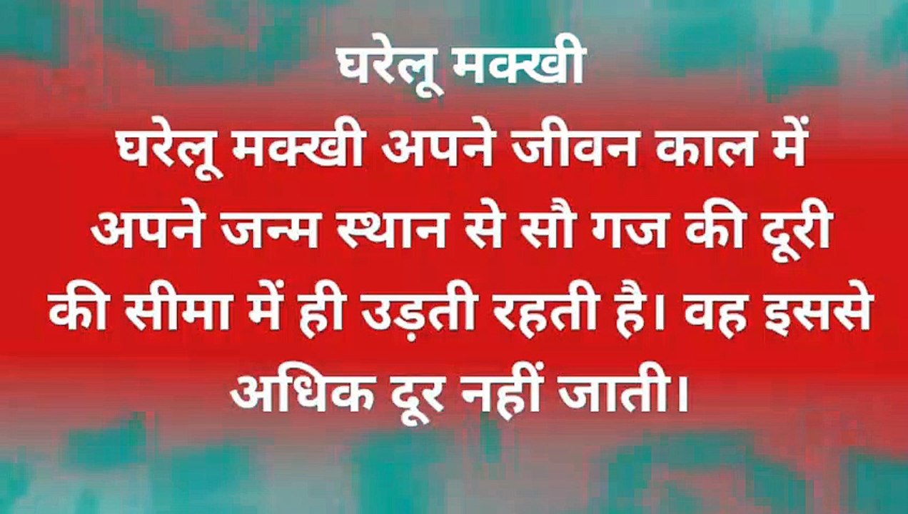 घरेलू मक्खी
