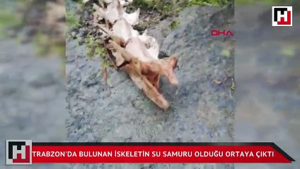 Trabzon'da bulunan iskeletin su samuru olduğu ortaya çıktı