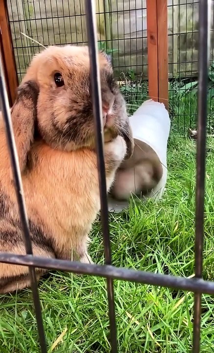 Fluffy Rabbit's Reverse Out of Tube