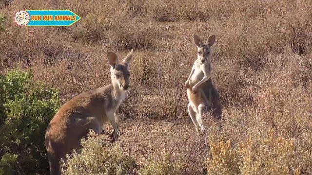 Learn to recognize the animals around us, cows, elephants, cats, dogs, animal sounds and animal videos