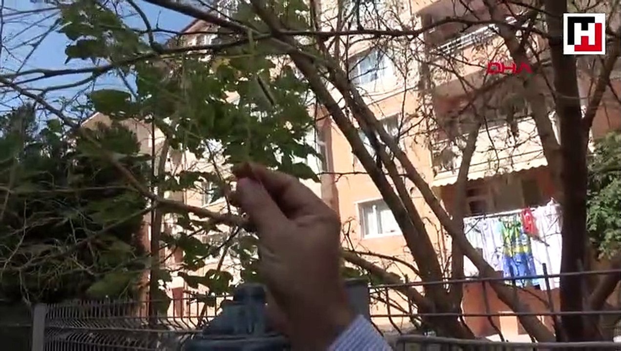 Binaları tırtıllar bastı, site sakinleri isyan etti