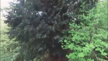 Dünyanın en yaşlı porsuk ağacı Zonguldak’ta bulundu