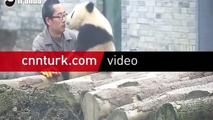 Yavru pandanın selfie merakı