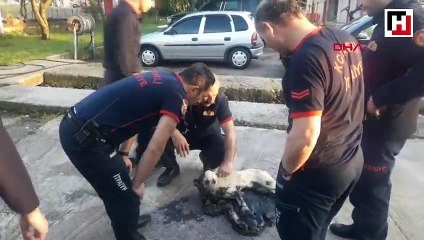 Köpek, tankerden dökülen zifte yapıştı