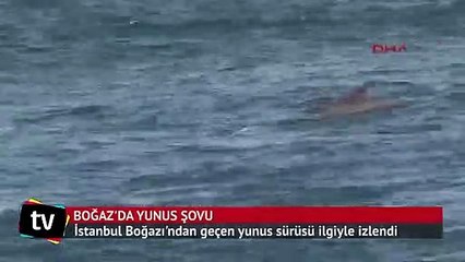 Boğaz'da yunus şovu