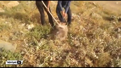 Kafası tenekeye sıkışan yavru ayıyı böyle kurtardılar