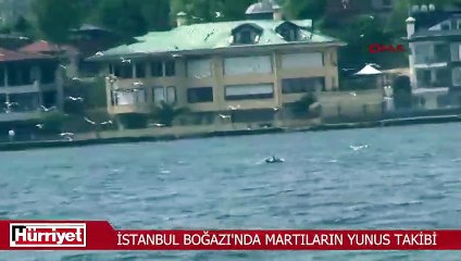 İstanbul Boğazı'nda martıların yunus takibi