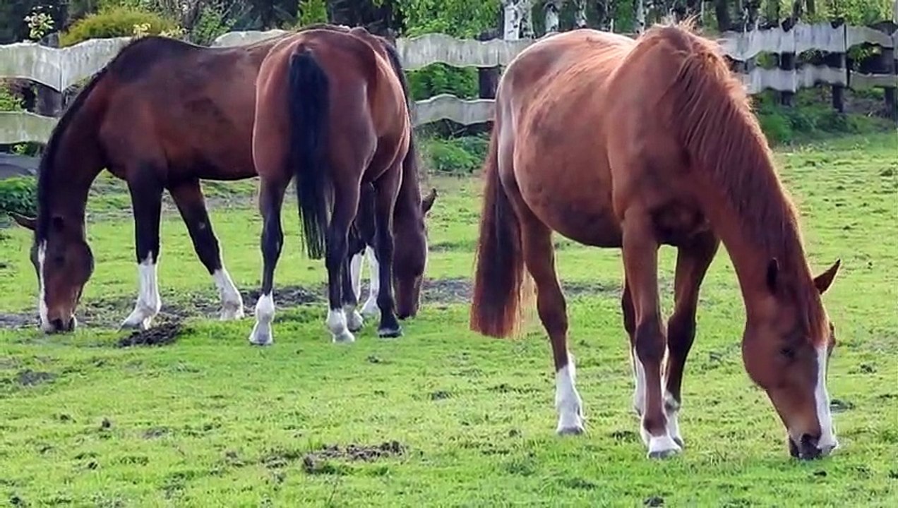 Le cheval est domestiqué par les humains