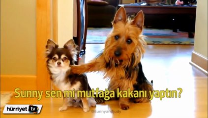 İspiyoncu köpek arkadaşını ele verdi