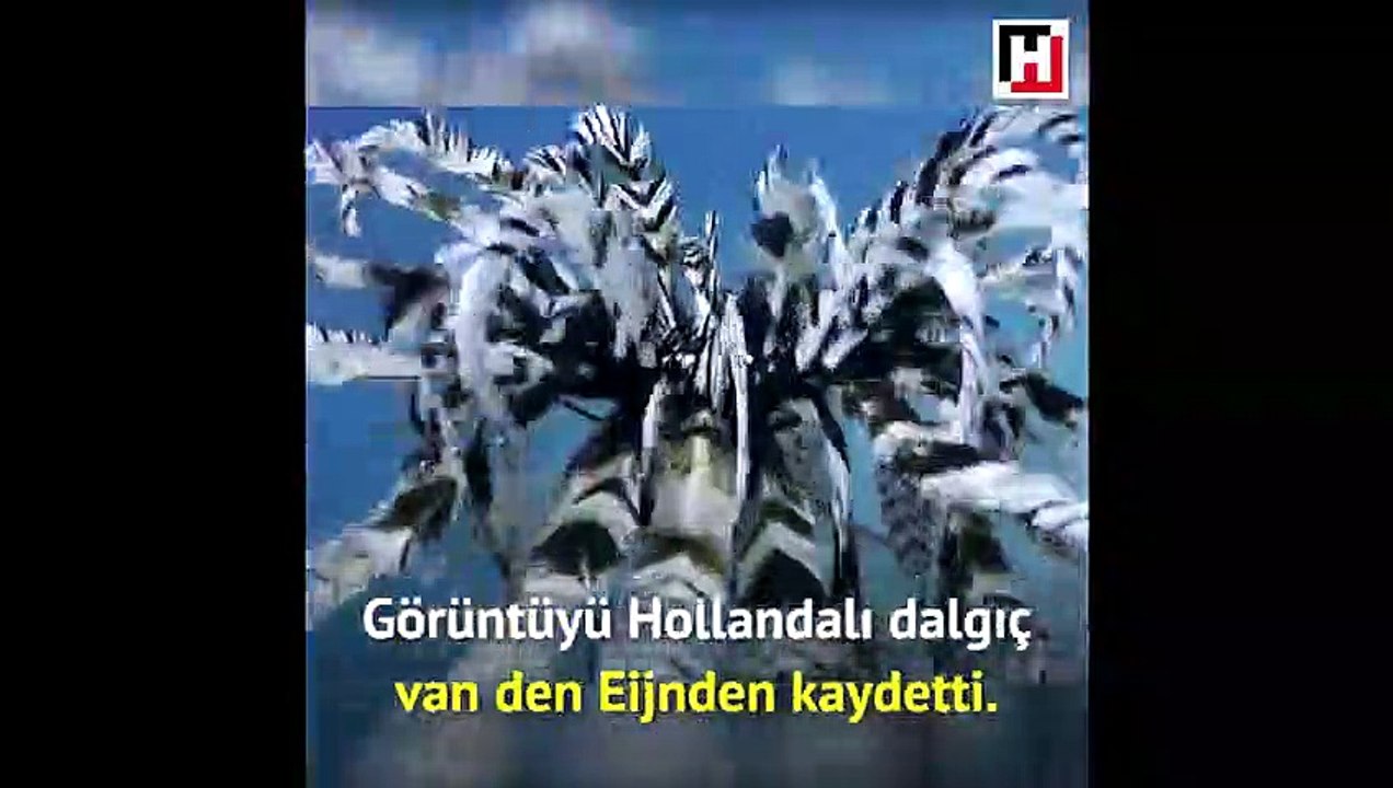 Daha önce böyle bir şey görmüş müydünüz?