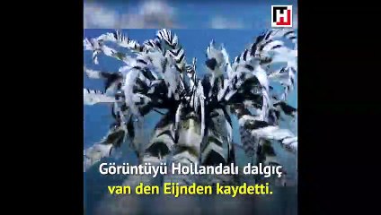 Daha önce böyle bir şey görmüş müydünüz?