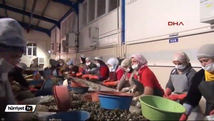 Sinop’tan Uzakdoğu’ya 550 ton deniz salyangozu satıldı