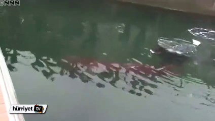 4 Metrelik dev kalamar Japon limanında görüntüledi