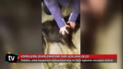 Sapanca'da sokak köpekleri zehirlendi
