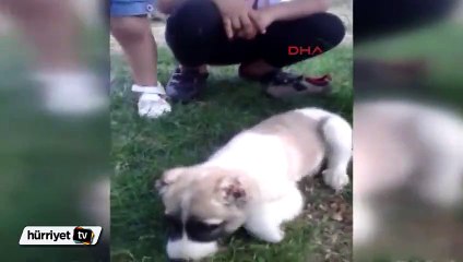 Şanlıurfa'da yavru köpeğin kulaklarını kestiler