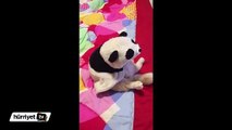 Bu kedi, panda kostümüyle sevimlilik rekorları kırıyor!