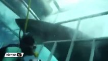Köpek balığı saldırısına uğrayan dalgıç büyük bir tehlike atlattı