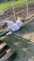 Funny videos ।। Comedy videos ।। New Entertainment videos