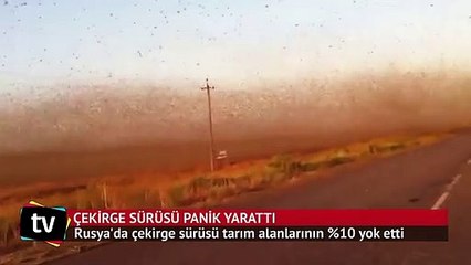 Rusya'yı istila eden çekirge sürüsü panik yarattı