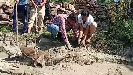 10 फीट लम्बा,  350 किलो का क्रॉकोडायल आया तो मच गया हड़कम्प