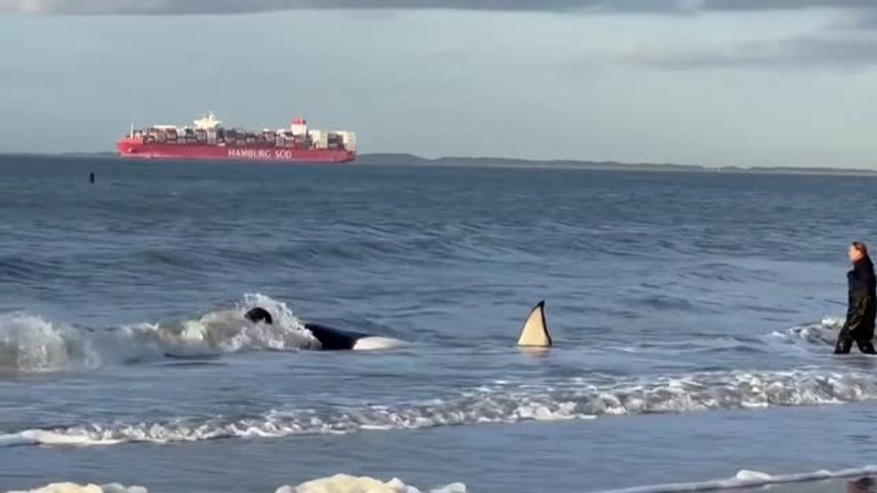 Una orca de dos toneladas muere varada en una playa en los Países Bajos