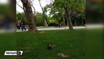 Yavru kargaya yardım etmek istedi ama...