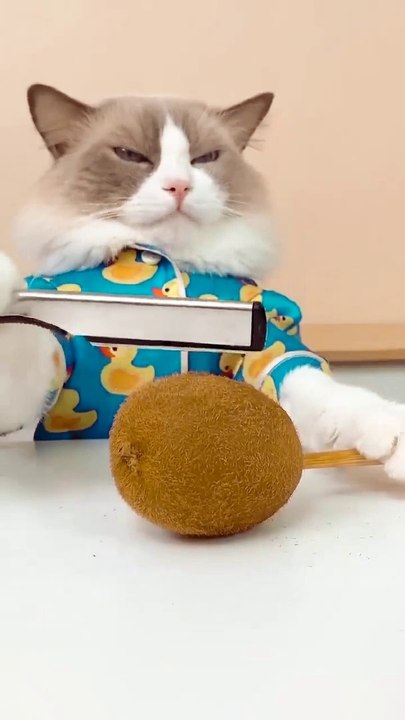 best funny cat videos 2022 ||That Little Puff