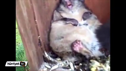 Kuş yuvasında sıkışan sincabın sevimli anları