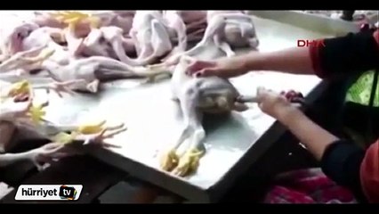 Şişirilmiş piliçler dünyayı şoke etti